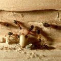 How Insect Control Companies Give You An Edge In Paradise, NV's Real Estate Sellers Market