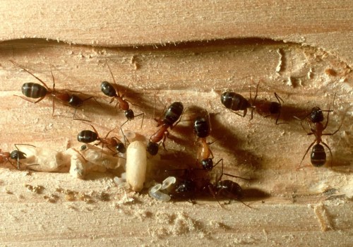 How Insect Control Companies Give You An Edge In Paradise, NV's Real Estate Sellers Market